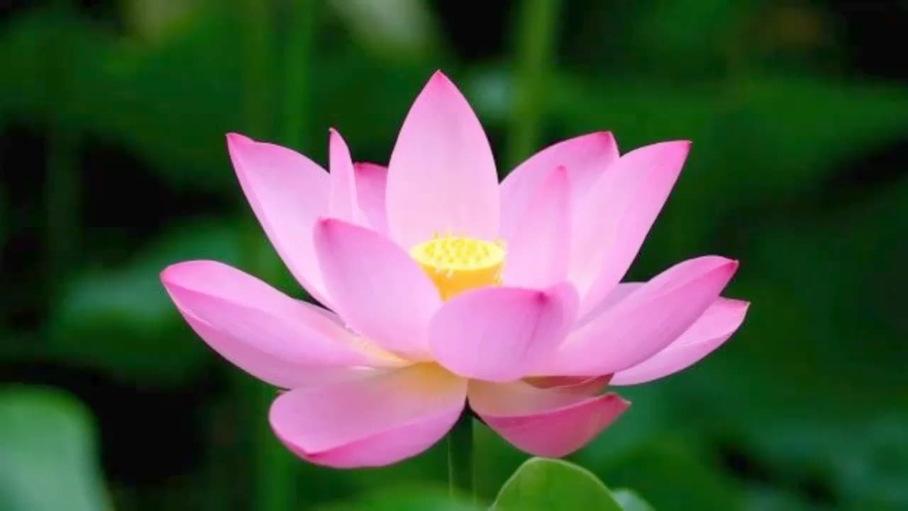 Daa THAI Massage – Thai Massage in Bern