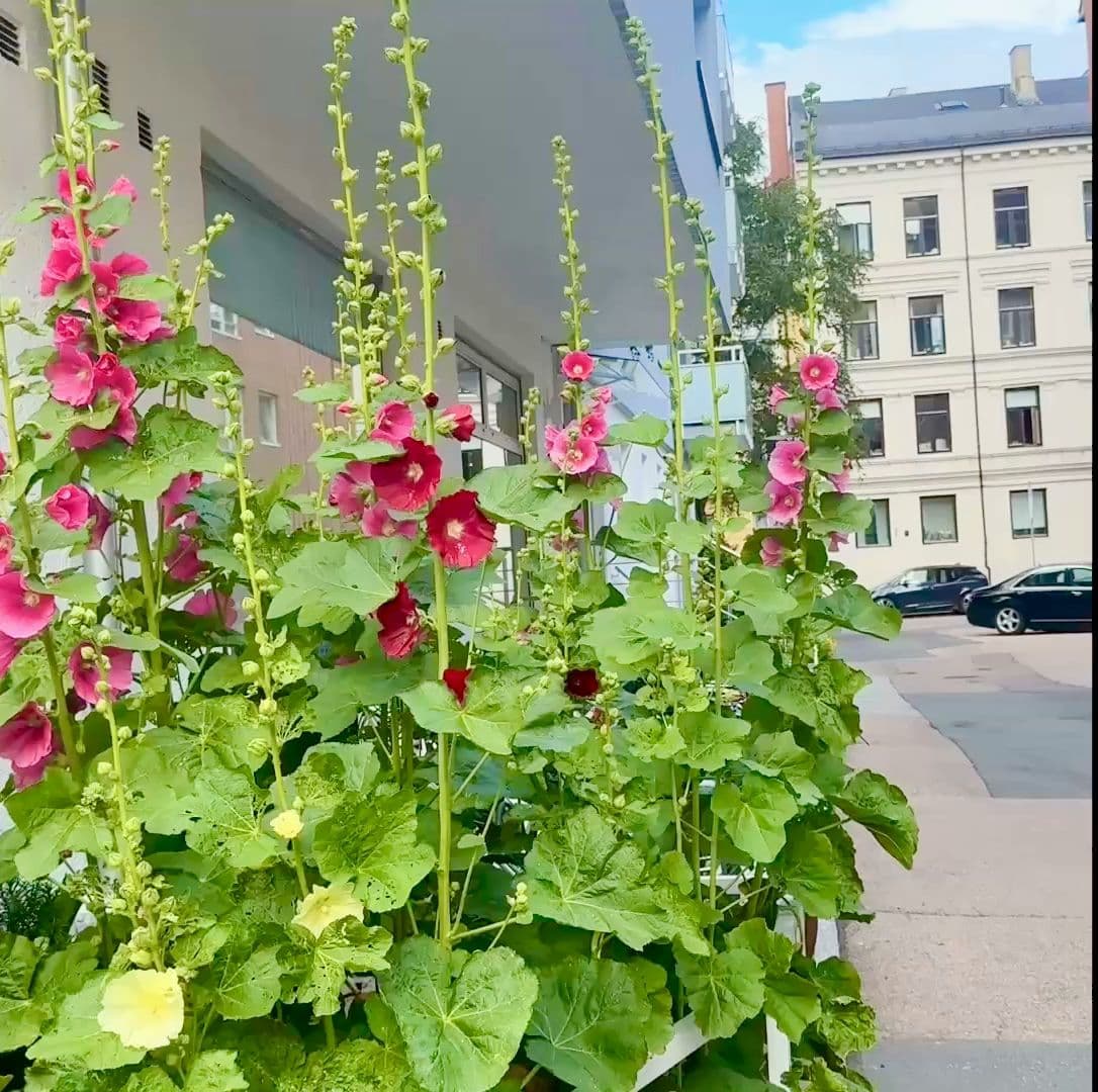 [ti:sju] – Thaimassasje in Oslo