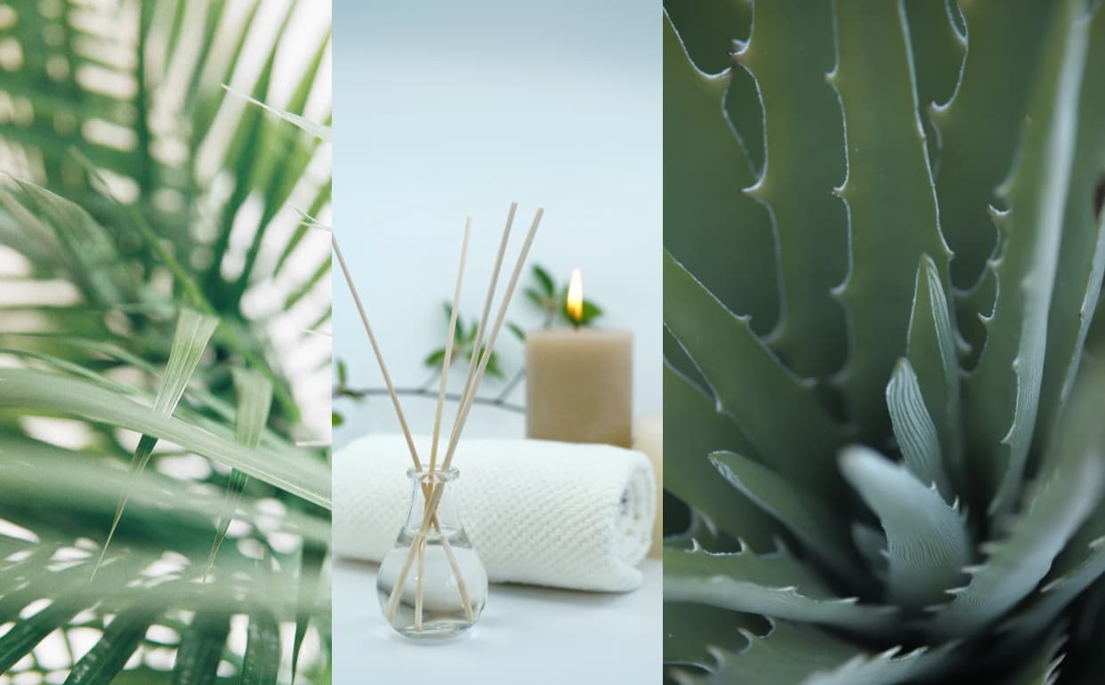Aloe Thai Massage – Thai massage in London