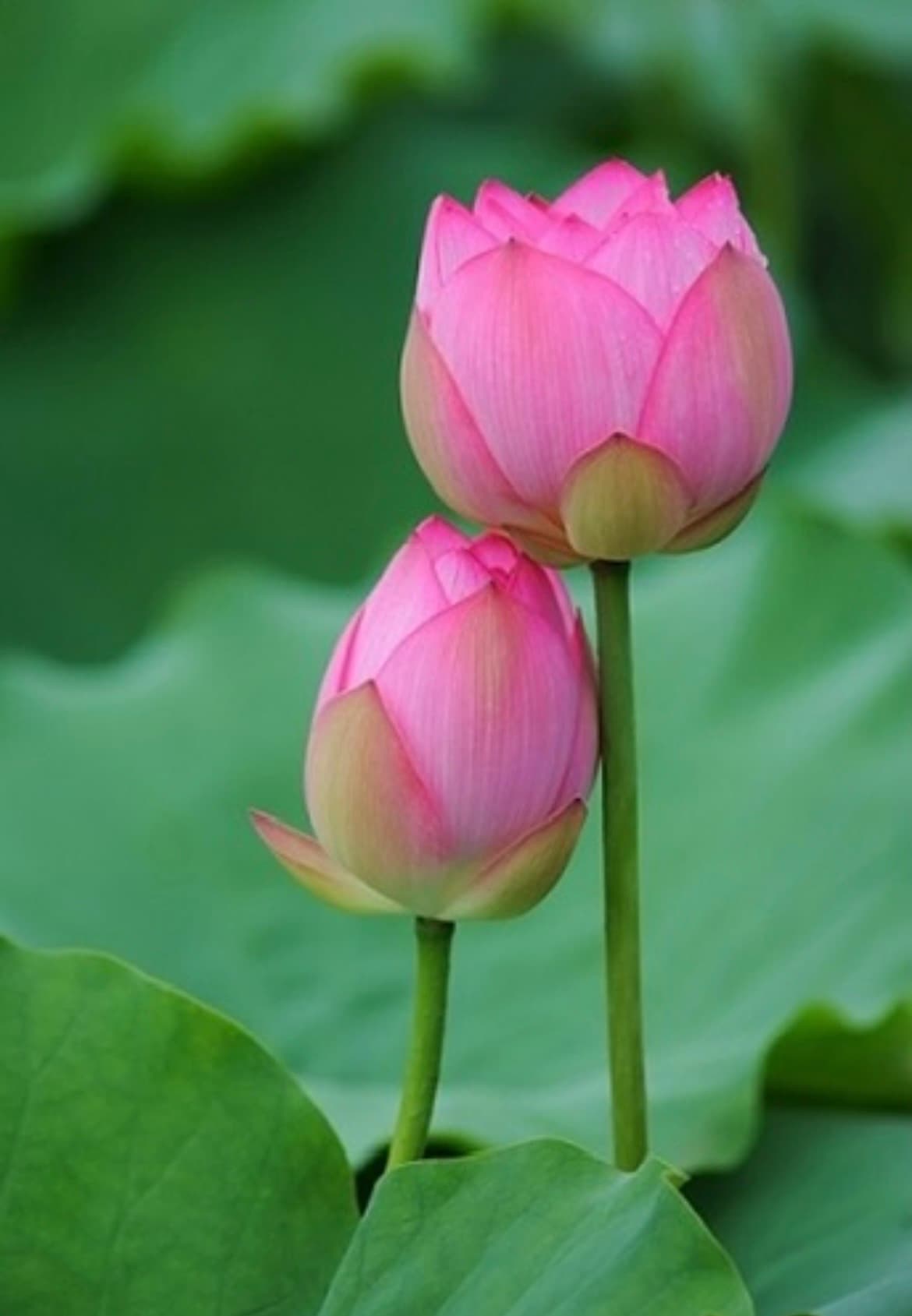 Lotus Thai Massage and Beauty – Thai massage in Reading