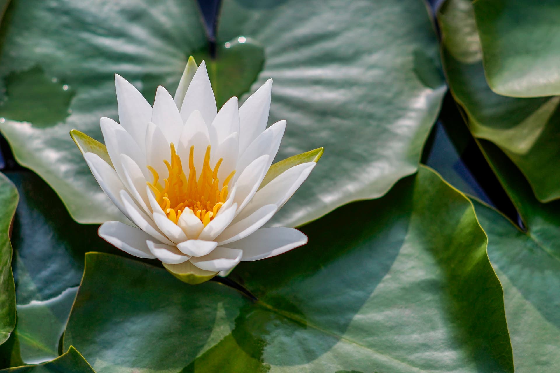 Suksabai professional massage – Thai massage in Stoke-on-Trent