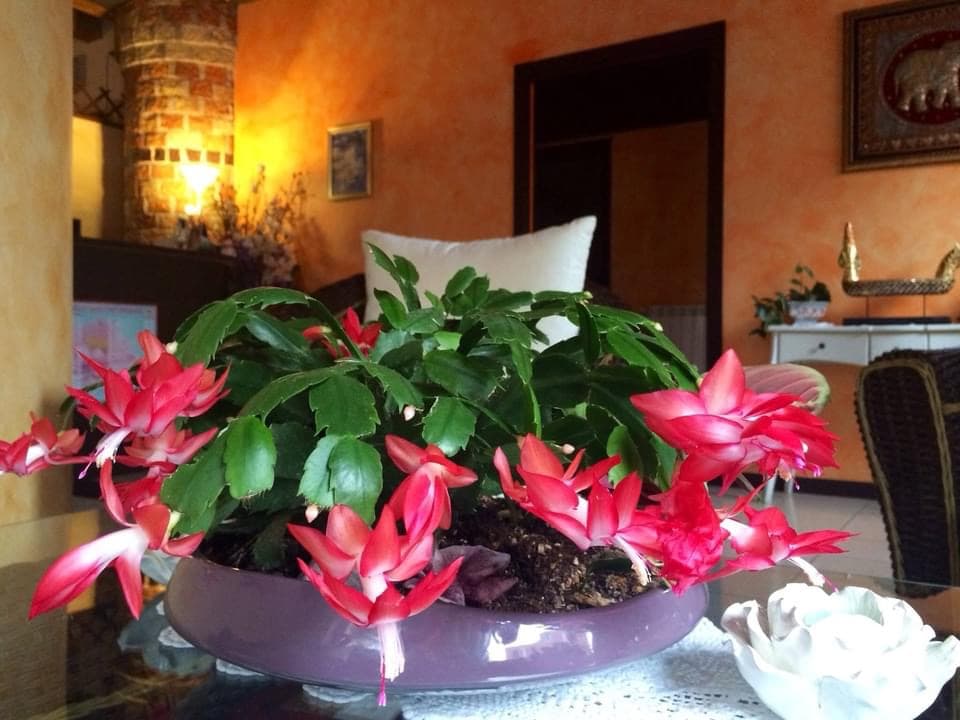 Siam Thai Massage Snc – massaggio thai in Verona