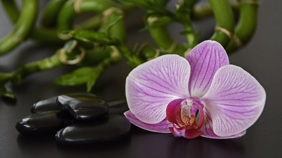 Foto 2 von SIP Thaimassage