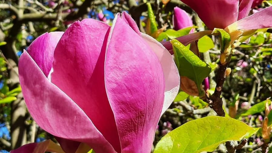 Aromdee - traditionelle Thai- und Wellnessmassagen – Thai Massage in Mönchengladbach
