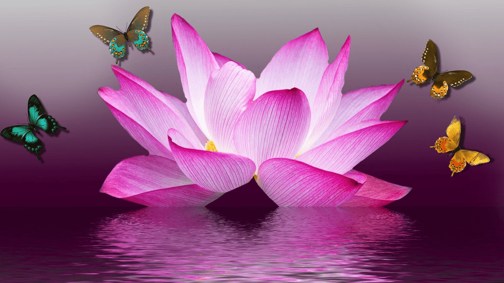 LOTUS THAI MASSAGE & WELLNESS DÜREN – Thai Massage in Aachen