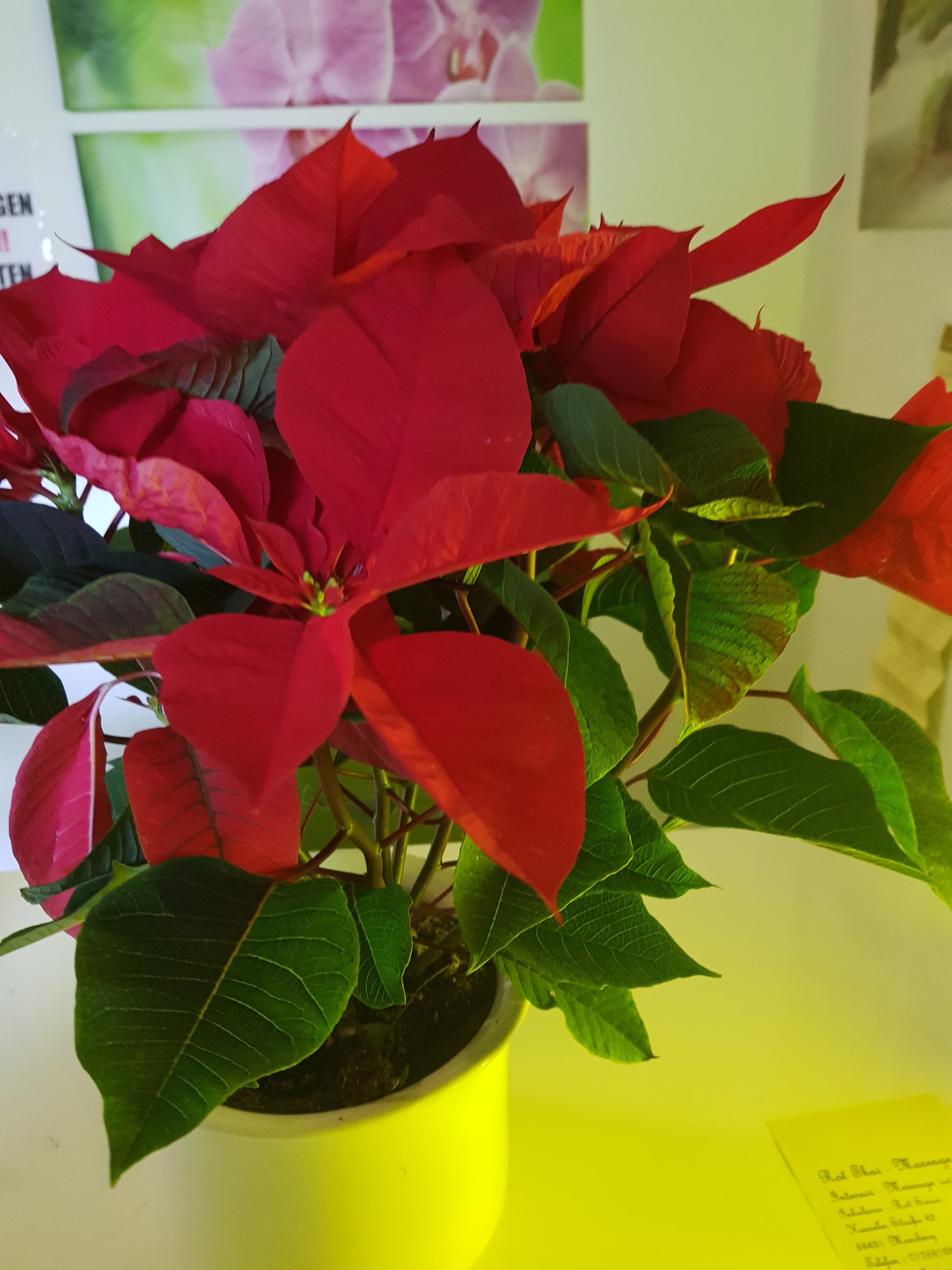 Rot Thai Massage – Thai Massage in Paderborn