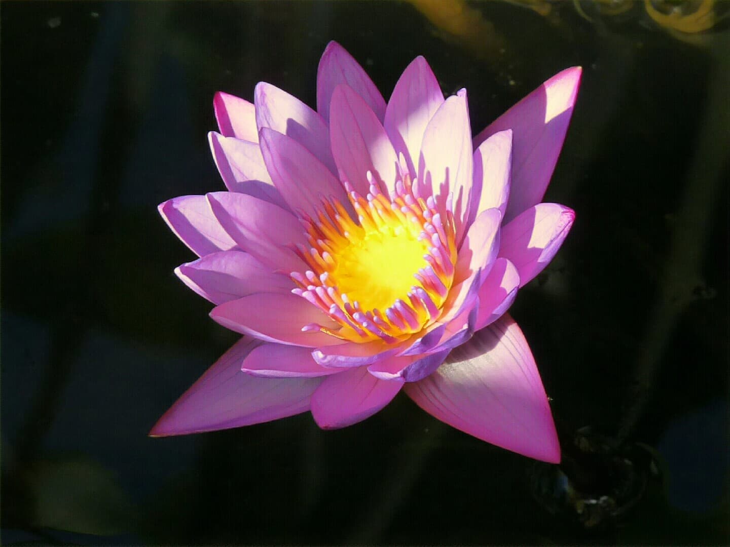 Suwanee Massage – massage thaï in Pau