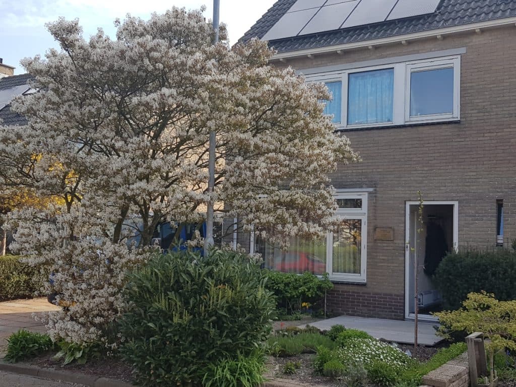 Nutthaya Traditionele Thaise Massage – Thaise massage in Alkmaar