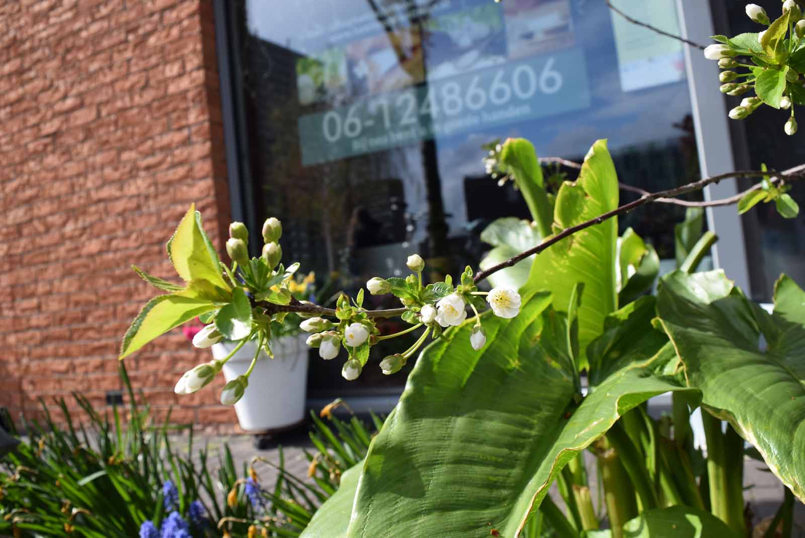 Hatthapon Thai massage in Delft – Thaise massage in Delft