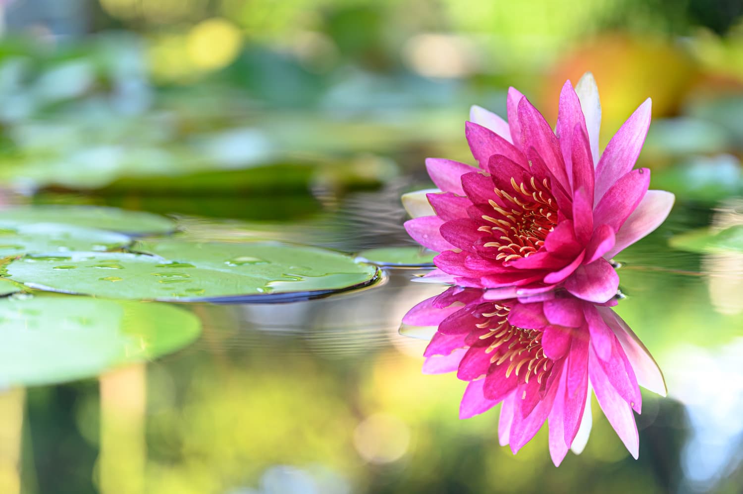 Satun Massage – Thaise massage in Utrecht