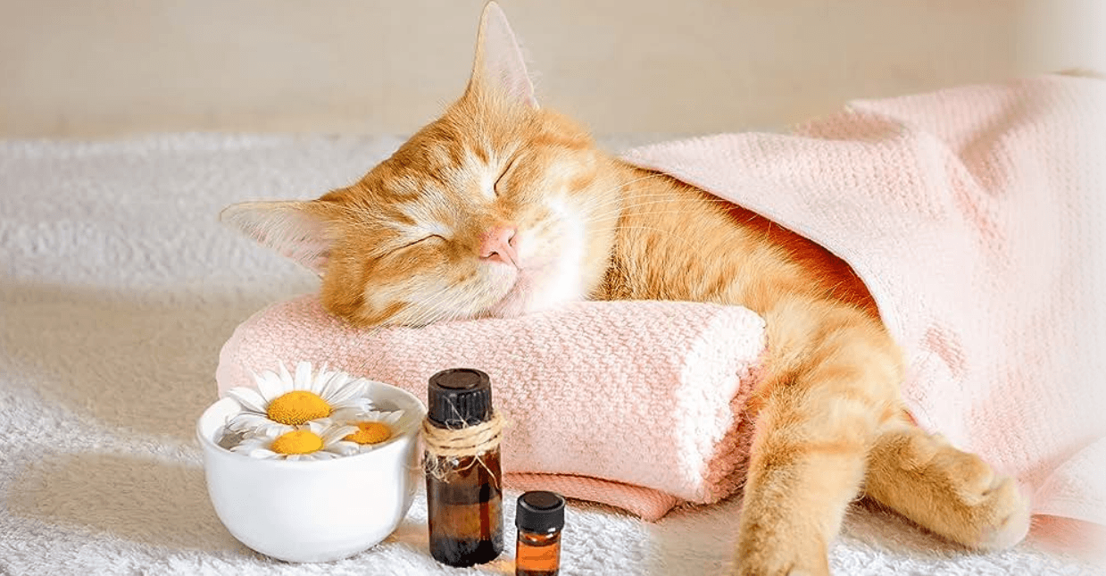 malai sawasdee massage – Thai Massage in Bülach