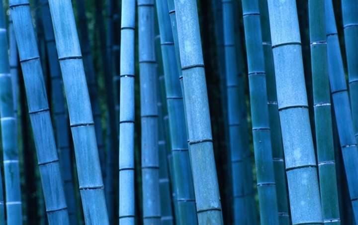 Foto 3 von Blue Bamboo Thai Massage & Spa, Basel